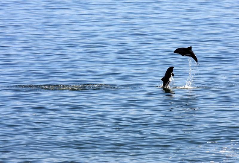 0 Bedroom Property for Sale in Shelley Point Western Cape